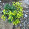 Fotografia 5 da espécie Saxifraga aizoides do Jardim Botânico UTAD