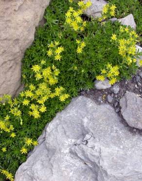 Fotografia 6 da espécie Saxifraga aizoides no Jardim Botânico UTAD