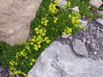 Fotografia da espécie Saxifraga aizoides