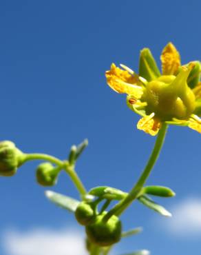 Fotografia 7 da espécie Saxifraga aizoides no Jardim Botânico UTAD