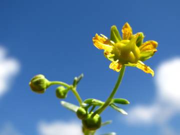 Fotografia da espécie Saxifraga aizoides