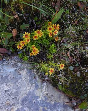 Fotografia 8 da espécie Saxifraga aizoides no Jardim Botânico UTAD