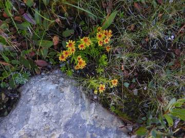 Fotografia da espécie Saxifraga aizoides