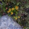 Fotografia 8 da espécie Saxifraga aizoides do Jardim Botânico UTAD