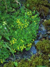 Fotografia da espécie Saxifraga aizoides