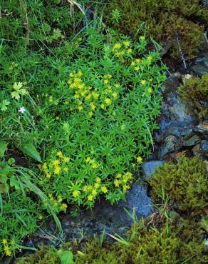 Fotografia 9 da espécie Saxifraga aizoides no Jardim Botânico UTAD