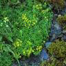 Fotografia 9 da espécie Saxifraga aizoides do Jardim Botânico UTAD