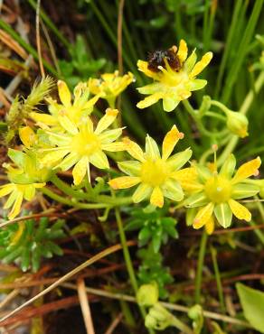 Fotografia 10 da espécie Saxifraga aizoides no Jardim Botânico UTAD