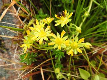 Fotografia da espécie Saxifraga aizoides