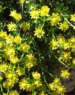 Fotografia 11 da espécie Saxifraga aizoides no Jardim Botânico UTAD