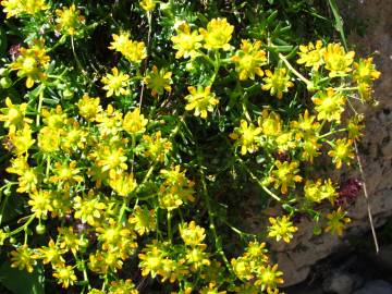 Fotografia da espécie Saxifraga aizoides