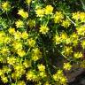 Fotografia 11 da espécie Saxifraga aizoides do Jardim Botânico UTAD