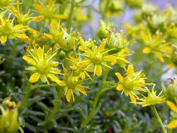 Fotografia da espécie Saxifraga aizoides