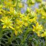 Fotografia 12 da espécie Saxifraga aizoides do Jardim Botânico UTAD