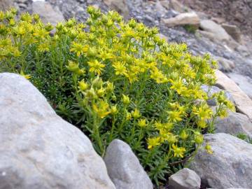 Fotografia da espécie Saxifraga aizoides