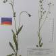Fotografia 3 de herbário da espécie Crepis capillaris no Jardim Botânico UTAD