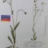 Fotografia de herbário 1 da espécie Crepis capillaris no Jardim Botânico UTAD