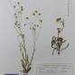 Fotografia 4 de herbário da espécie Crepis capillaris no Jardim Botânico UTAD
