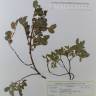 Fotografia de herbário 1 da espécie Salix pyrenaica no Jardim Botânico UTAD