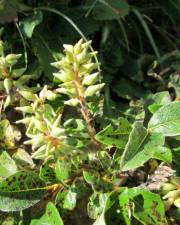 Fotografia da espécie Salix pyrenaica