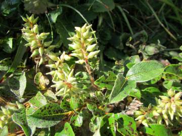 Fotografia da espécie Salix pyrenaica