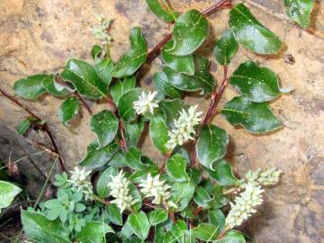 Fotografia da espécie Salix pyrenaica