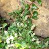 Fotografia 3 da espécie Salix pyrenaica do Jardim Botânico UTAD
