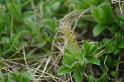 Fotografia da espécie Salix pyrenaica