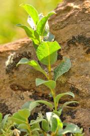 Fotografia da espécie Salix pyrenaica