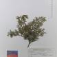 Fotografia 1 de herbário da espécie Juniperus thurifera no Jardim Botânico UTAD