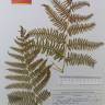 Fotografia de herbário 1 da espécie Pteridium aquilinum no Jardim Botânico UTAD