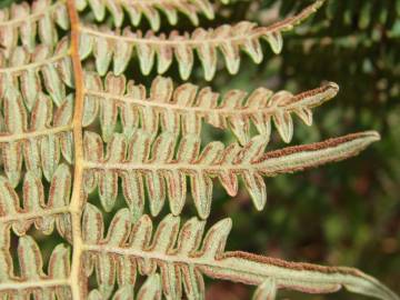 Fotografia da espécie Pteridium aquilinum subesp. aquilinum