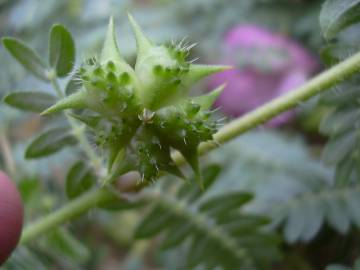 Fotografia da espécie Tribulus terrestris subesp. terrestris