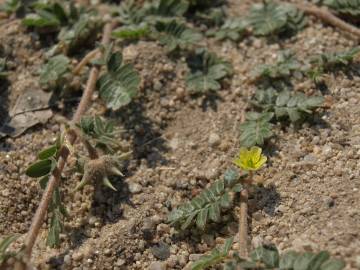 Fotografia da espécie Tribulus terrestris subesp. terrestris