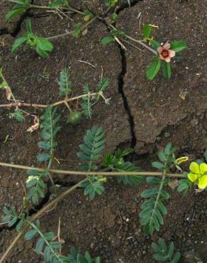 Fotografia 15 da espécie Tribulus terrestris subesp. terrestris no Jardim Botânico UTAD