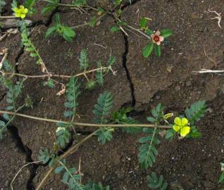 Fotografia da espécie Tribulus terrestris subesp. terrestris