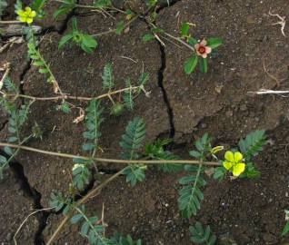 Fotografia da espécie Tribulus terrestris subesp. terrestris