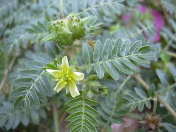 Fotografia da espécie Tribulus terrestris subesp. terrestris