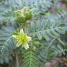 Fotografia 16 da espécie Tribulus terrestris subesp. terrestris do Jardim Botânico UTAD