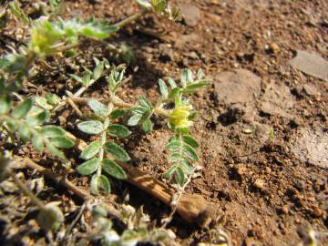 Fotografia da espécie Tribulus terrestris subesp. terrestris