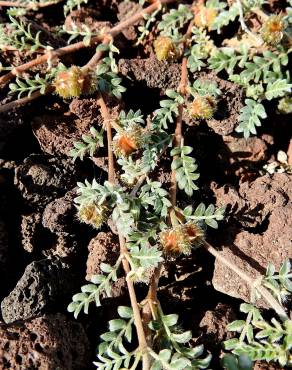 Fotografia 19 da espécie Tribulus terrestris subesp. terrestris no Jardim Botânico UTAD