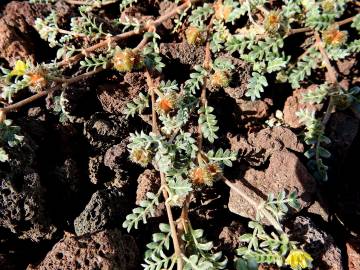 Fotografia da espécie Tribulus terrestris subesp. terrestris