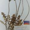 Fotografia de herbário 1 da espécie Taraxacum hispanicum no Jardim Botânico UTAD