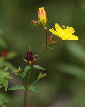 Fotografia 8 da espécie Hypericum undulatum no Jardim Botânico UTAD