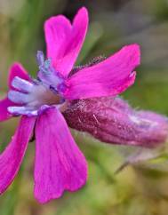 Silene foetida subesp. foetida