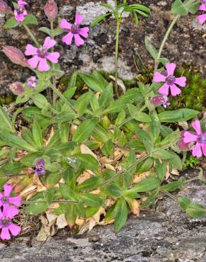 Fotografia 1 da espécie Silene foetida subesp. foetida no Jardim Botânico UTAD