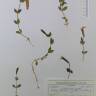 Fotografia de herbário 1 da espécie Silene foetida no Jardim Botânico UTAD