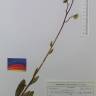 Fotografia de herbário 1 da espécie Arnica montana no Jardim Botânico UTAD