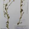 Fotografia de herbário 1 da espécie Anthyllis × fortuita no Jardim Botânico UTAD