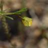 Fotografia 20 da espécie Fumana laevipes do Jardim Botânico UTAD
